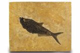 Fossil Fish (Diplomystus) on Colorful Rock - Wall Mount #300283-1